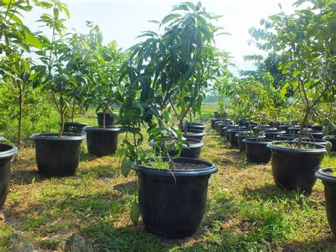 Postingan ini tentang cara menanam belimbing wuluh dalam pot. Cara Menanam Buah Mangga di Dalam Pot | CoWorking.co.id