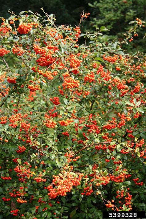 Scarlet Firethorn Pyracantha Coccinea Rosales Rosaceae