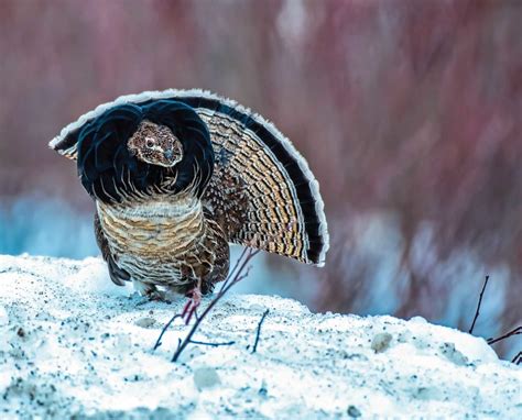 Hunting Ruffed Grouse In Alaska Project Upland Magazine