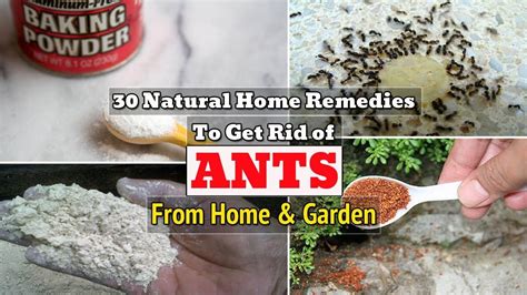 30 Natural Home Remedies To Get Rid Of Ants From Home And Garden In 2020