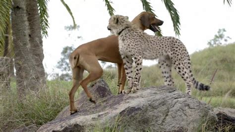 The Cheetah And Dog Who Are Best Friends Cbbc Newsround