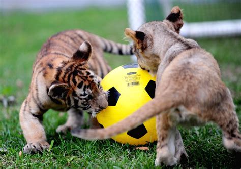 Tiger And Lion Cubs Compete In A Soccer Game