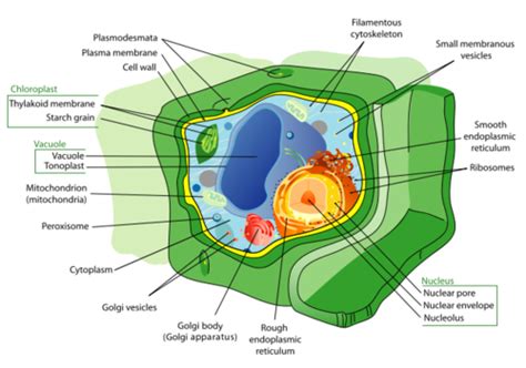 Unlike the eukaryotic cells of plants and fungi, animal cells do not have a cell wall. Prokaryotic and Eukaryotic: Two Basic Types of Biological ...