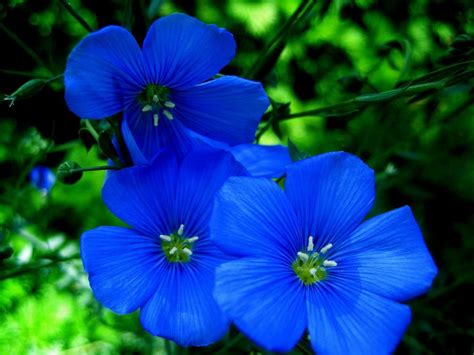 Flowers Types Of Blue Flowers Blue Flower Wallpaper