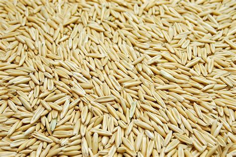 White Oat Seed By Eretz 50lb Choose Size Oregon Grown State