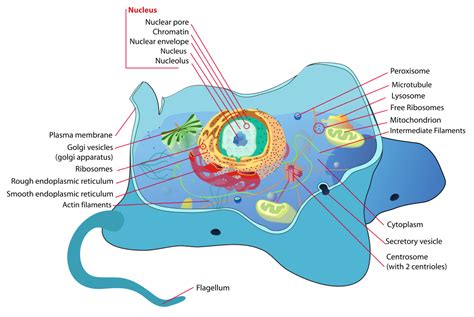 Check spelling or type a new query. File:Animal cell structure en.svg - Wikimedia Commons