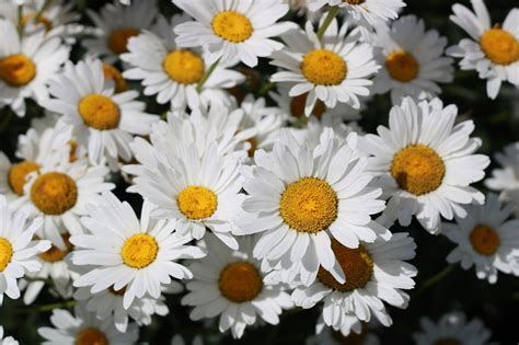 Marguerite Flowers Plant Free Photo On Pixabay Pixabay