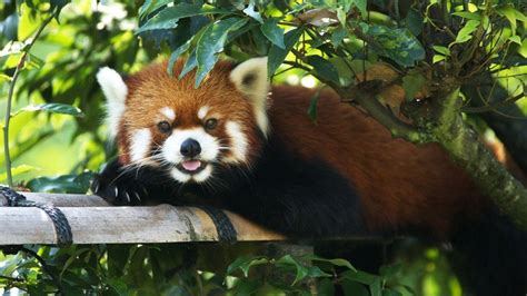 Red Pandas Wallpapers Wallpaper Cave