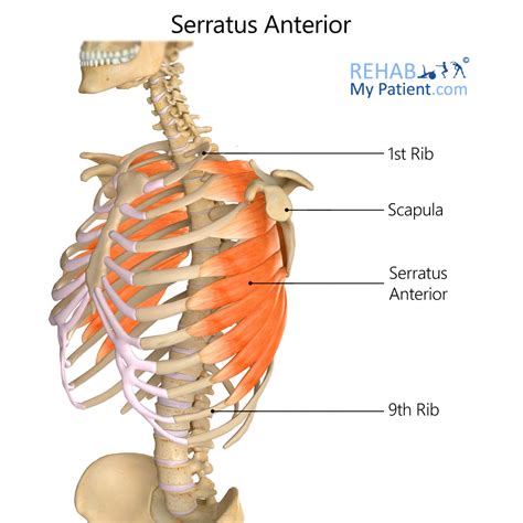 Serratus Anterior Origin And Insertion - Serratus Anterior | Rehab My Patient