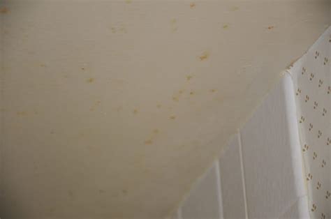 Mold/staining follows as circular pattern. Mold on bathroom ceiling | Yelp