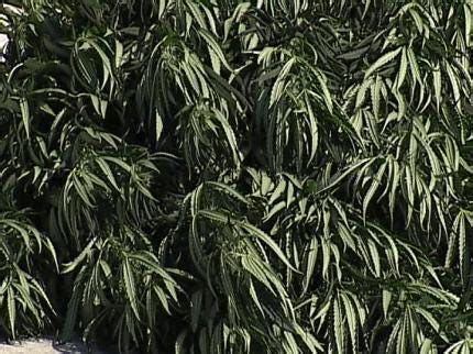 Table of contents 3 how to start growing a pineapple plant 10 pruning an indoor pineapple plant in a pot a few months later a small fruit should start to grow and this will take about 6 months to fully. Sophisticated Indoor Marijuana Growing Operation Uncovered ...