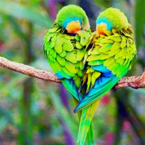 Its Six Oclock Love Birds Beautiful Birds Demotivational Posters