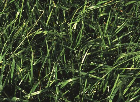 Tall Fescue Grass Identification