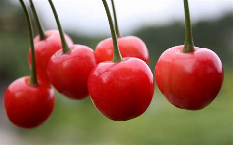 Cherry Full Hd Wallpaper And Background Image 2560x1600 Id276909