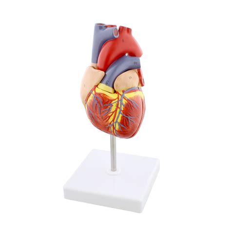 Buy Monmed Anatomical Heart Model Human Heart Anatomy Model 2 Part