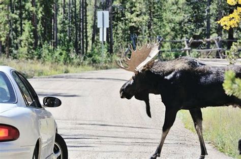Interactive Map Shows Moose Vehicle Crashes Around The State
