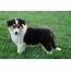 AKC Registered Lassie Collie For Sale Fredericksburg OH Male  Owen