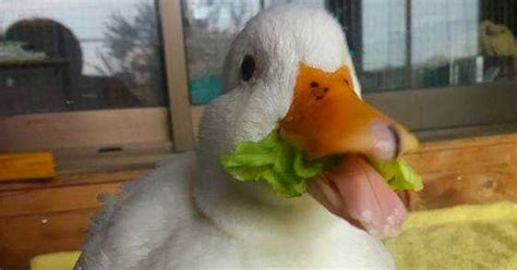 35 Totally Blessed Duck Images To Make You Smile Duck Duck Species Male Duck