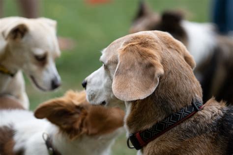 Aber nicht nur zu den üblichen jagdzeiten besteht für hunde ein leinenzwang im wald. Beschwichtigungssignale unserer Hunde - Pfötchenuni