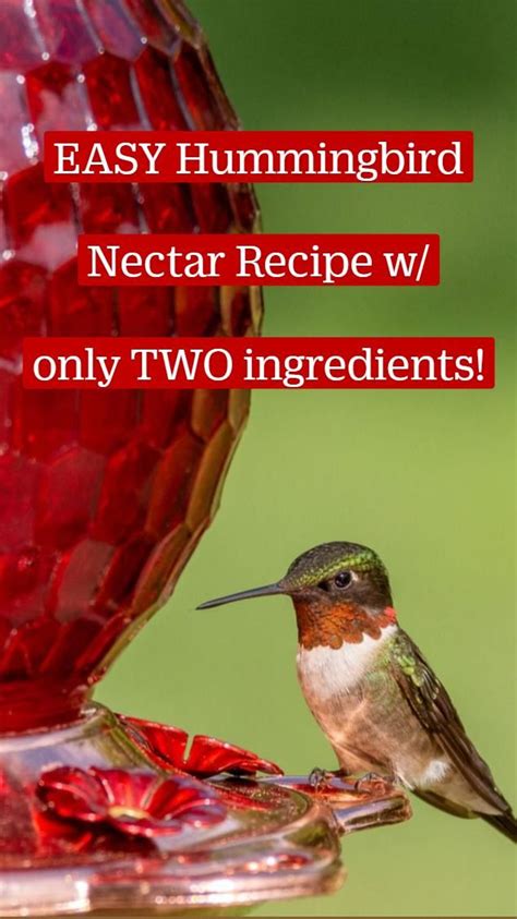 Easy Hummingbird Nectar Recipe W Only Two Ingredients Humming Bird