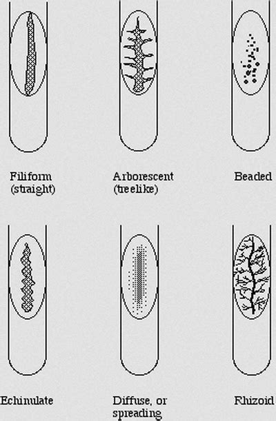 Colony Morphology Of Various Bacteria