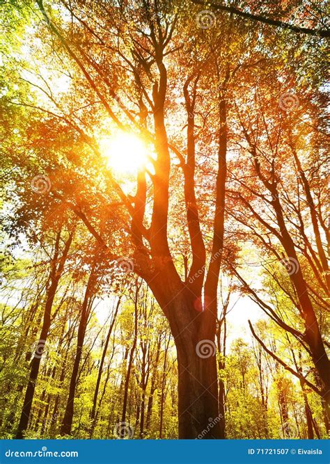 Autumn Forest With Sunbeam Stock Image Image Of Sunbeam 71721507