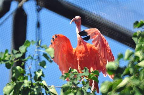 Scarlet Ibis Higahako Flickr