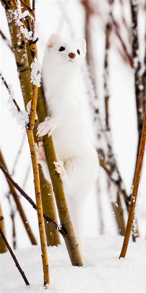 Long Tailed Weasel Outdoor Photographer Cute Animals Cute Ferrets