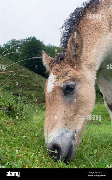 Headshot Of Semi Feral Pottok Basque Pony Grazing On Grass Close Up In
