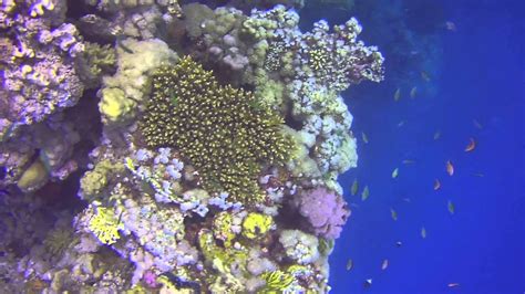 Marsa Alam Coral Reefs Red Sea Egypt الشعاب المُرجانية في مرسى علم