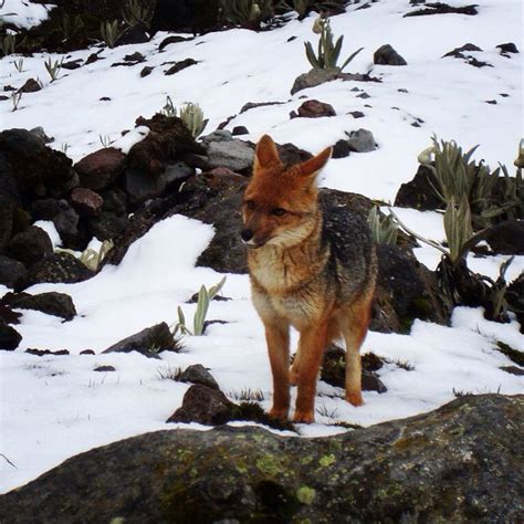 Lobo De Páramo Reserva Illinizas Ecuador Fauna Animals