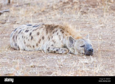 Close Up And Portrait Of A Cute Spotted Hyena Lying Down In The Bush