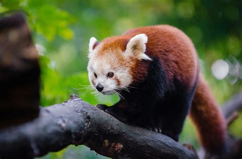 Where are Red pandas from? - Animal Corner