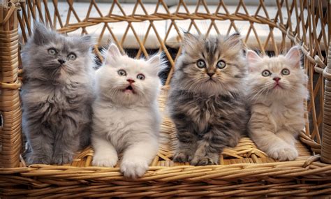 Kitten Baby Cat Wallpapers Hd Desktop And Mobile