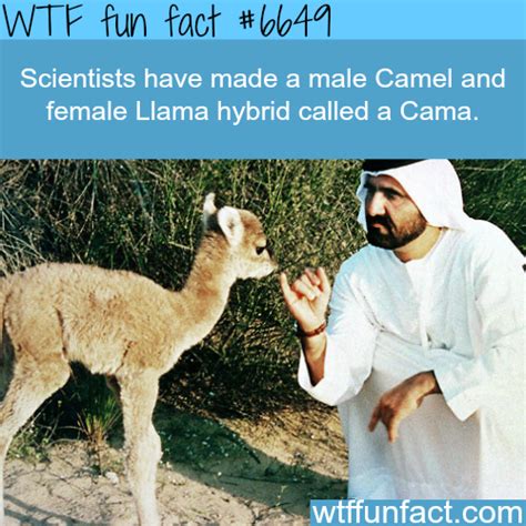 Meanings and definitions of words with pronunciations and translations. WTF Facts - Page 504 of 1293 - Funny, interesting, and ...