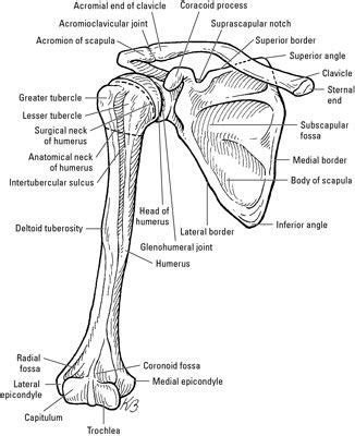 The shoulder girdle or pectoral girdle is the set of bones in the appendicular skeleton which connects to the arm on each side. Bones of the Shoulder Girdle - For Dummies | Shoulder ...