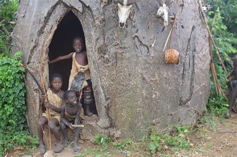 Baobab Tree The African “tree Of Life” The Herb Society Of America Blog