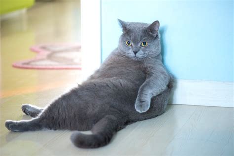 The Best Photos Of Chonky Cats