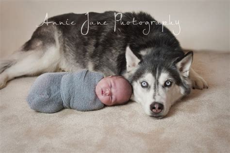 Husky active, real working dogs. husky dog with newborn | pictures | Pinterest | Cas ...
