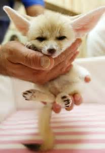 15 Super Cute Hand Sized Baby Animals Part 1