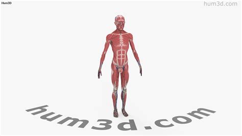 360 View Of Complete Male Anatomy 3d Model Hum3d Store