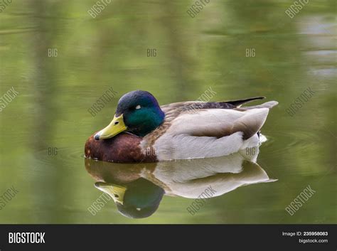 Close Sleeping Duck Image And Photo Free Trial Bigstock