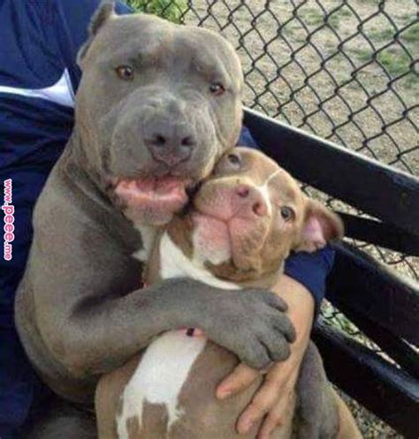 Pit Bulls Become How You Treat Them Dogs Pinterest Dogs Puppies