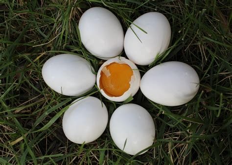 Why Duck Eggs Livengood Integratives