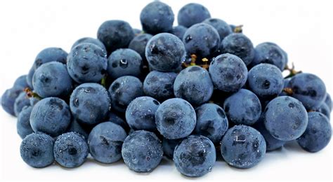 Concord Grapes Information, Recipes and Facts