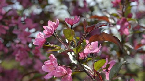 Fragrant Flowering Trees Ontario Yellowhorn Xanthoceras Sorbifolium