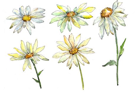 Fine Wildflower Daisy Watercolor Set Graphic By MyStocks Creative Fabrica