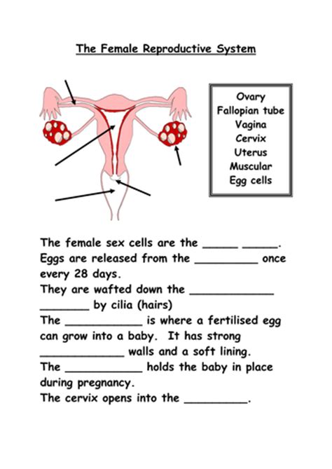 Reproductive Organs Teaching Resources