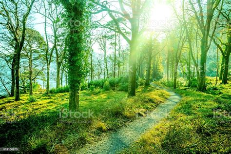 Sunny Forest Path Stock Photo Download Image Now Istock