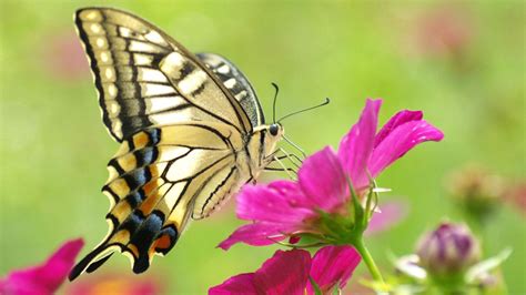 Download Wallpaper 1920x1080 Butterfly Flower Wings Pattern Hd
